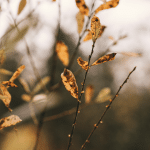 Automne