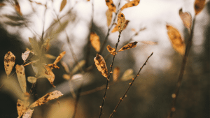 Automne
