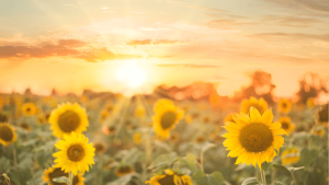 Été