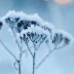 Hiver
