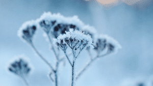 Hiver
