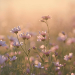Printemps